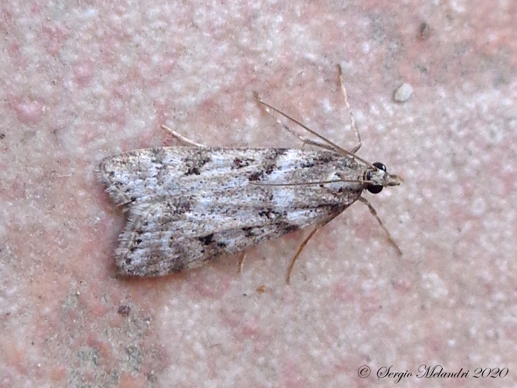 Eudonia angustea - Crambidae